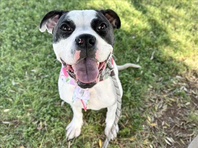 adoptable Dog in Mesa, AZ named DOODLE