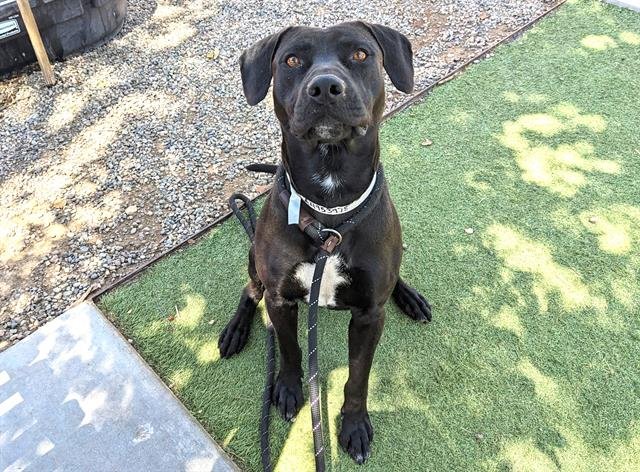 adoptable Dog in Mesa, AZ named ASTRO