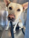 adoptable Dog in  named ROSE