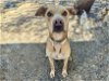 adoptable Dog in mesa, AZ named SASHA