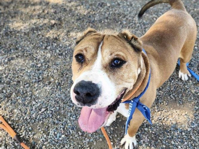 adoptable Dog in Mesa, AZ named BARRY