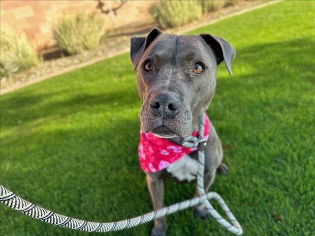 adoptable Dog in Mesa, AZ named BABBET