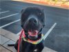 adoptable Dog in mesa, AZ named CLOONEY