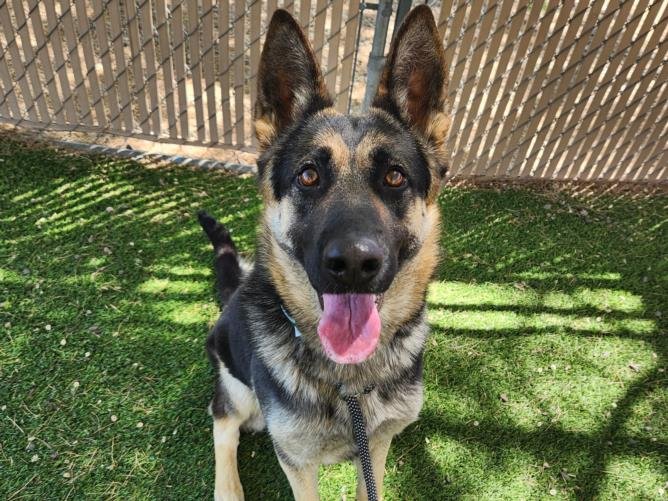 adoptable Dog in Mesa, AZ named BABA