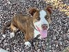 adoptable Dog in mesa, AZ named ROGER