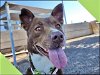adoptable Dog in mesa, AZ named RAYNA