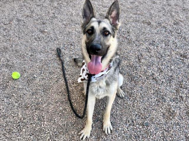 adoptable Dog in Mesa, AZ named JERMAINE