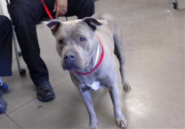 adoptable Dog in Mesa, AZ named BAX