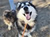 adoptable Dog in mesa, AZ named FLOOF