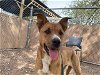 adoptable Dog in mesa, AZ named DA VINCI