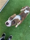 adoptable Dog in mesa, AZ named GOGGLES