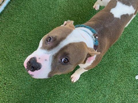 adoptable Dog in Mesa, AZ named GOGGLES