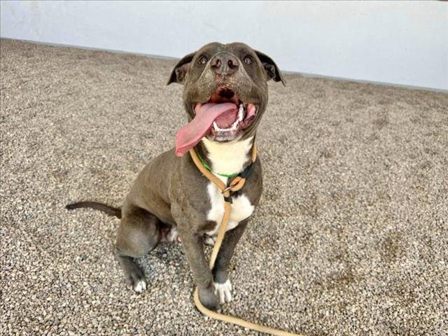 adoptable Dog in Mesa, AZ named BOSCO
