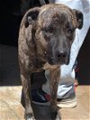 adoptable Dog in mesa, AZ named GILMAN