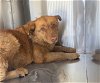 adoptable Dog in mesa, AZ named GAVROCHE