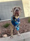 adoptable Dog in mes, AZ named CHIP