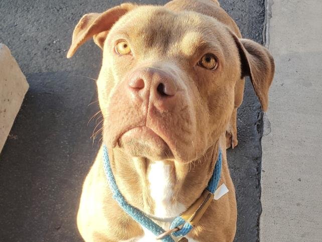 adoptable Dog in Mesa, AZ named COGNAC