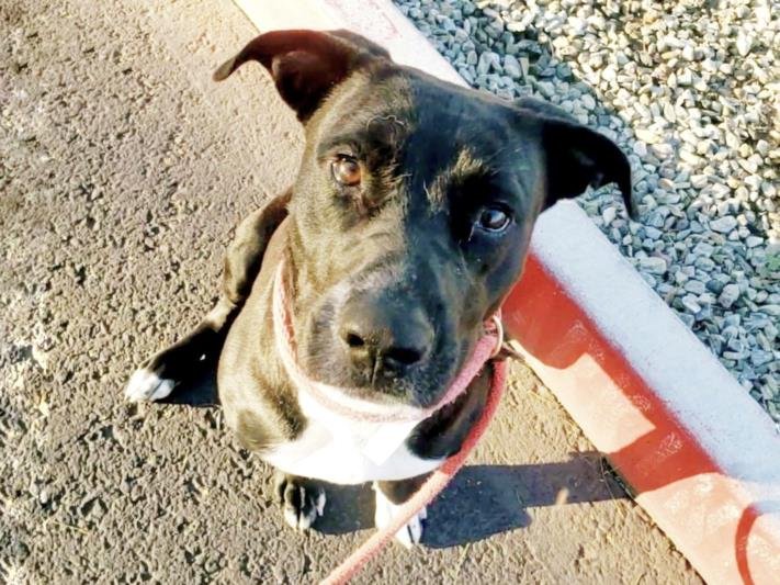 adoptable Dog in Mesa, AZ named CHAMOMILE