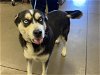 adoptable Dog in mesa, AZ named PAYTON