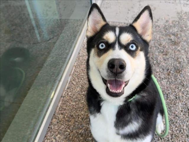 adoptable Dog in Mesa, AZ named PAYTON