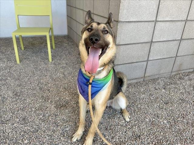 adoptable Dog in Mesa, AZ named PHOENIX