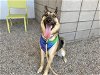 adoptable Dog in mesa, AZ named PHOENIX