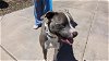 adoptable Dog in mesa, AZ named GOLLUIM