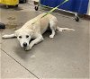 adoptable Dog in mesa, AZ named GLENDA