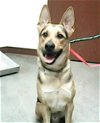 adoptable Dog in mesa, az, AZ named ARCHER