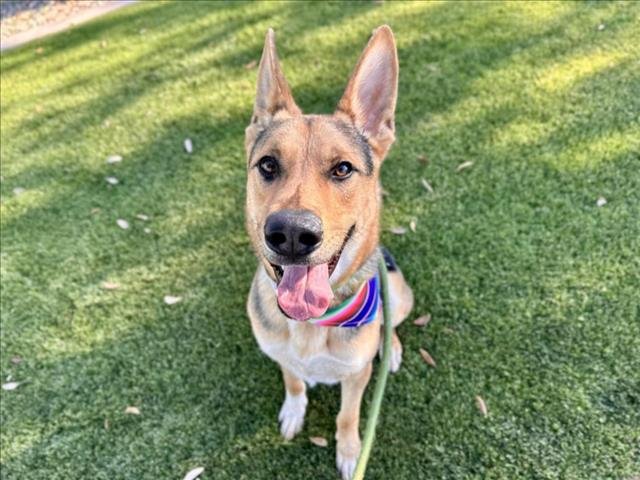 adoptable Dog in Mesa, AZ named ARCHER
