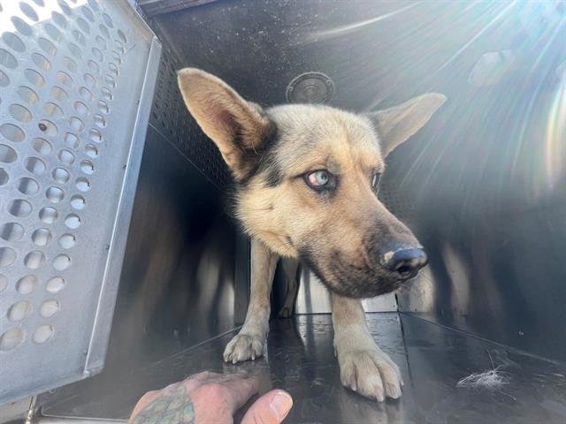 adoptable Dog in Mesa, AZ named APOLLO
