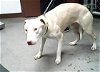 adoptable Dog in mes, AZ named PENELOPE