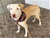 adoptable Dog in mesa, AZ named PENELOPE