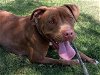 adoptable Dog in mesa, AZ named UNICORN