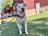 adoptable Dog in  named PEARLY