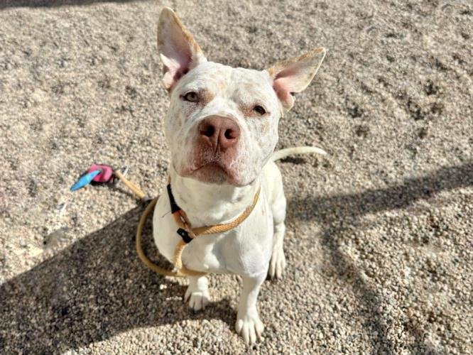 adoptable Dog in Mesa, AZ named BRIGGS