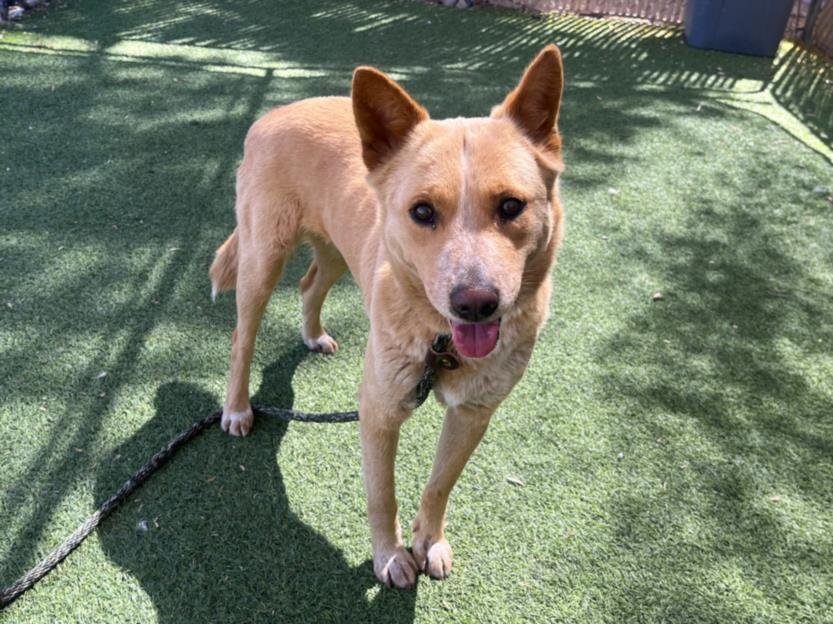 adoptable Dog in Mesa, AZ named TAMMY