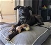 adoptable Dog in mesa, AZ named SNEASEL