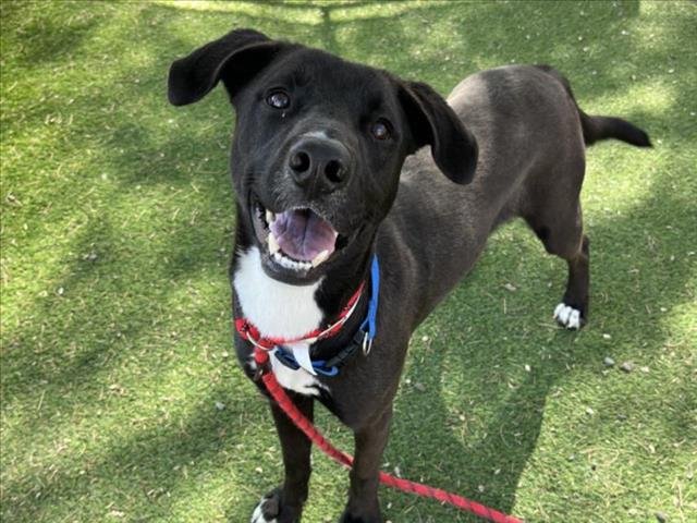 adoptable Dog in Mesa, AZ named SNEASEL