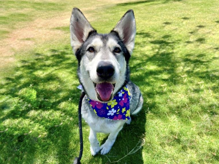 adoptable Dog in Mesa, AZ named PHOEBE