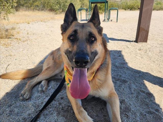 adoptable Dog in Mesa, AZ named MERLIN