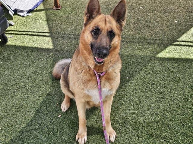 adoptable Dog in Mesa, AZ named DAISY