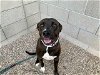 adoptable Dog in mes, AZ named EVEE