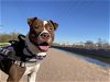 adoptable Dog in mesa, AZ named POPCORN