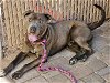 adoptable Dog in mesa, AZ named ZEUS