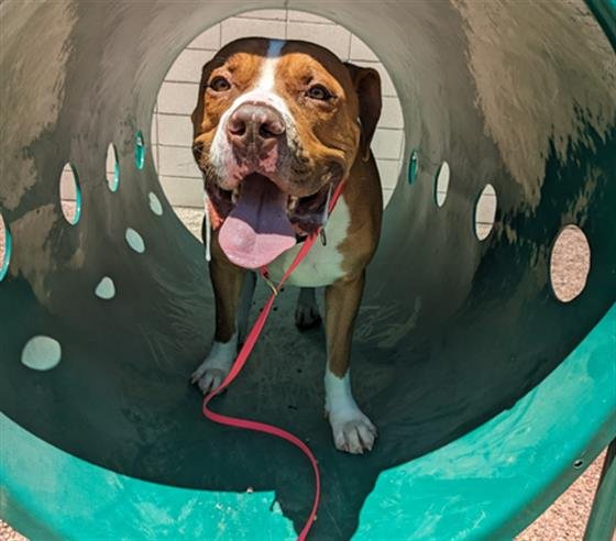 adoptable Dog in Mesa, AZ named CACTUS
