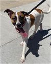 adoptable Dog in mes, AZ named COOLIO