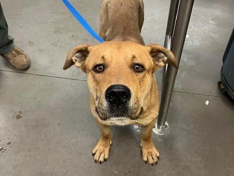 adoptable Dog in Mesa, AZ named PIMA