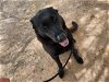 adoptable Dog in , AZ named HERSHEY