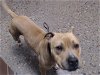 adoptable Dog in mesa, AZ named SORREL
